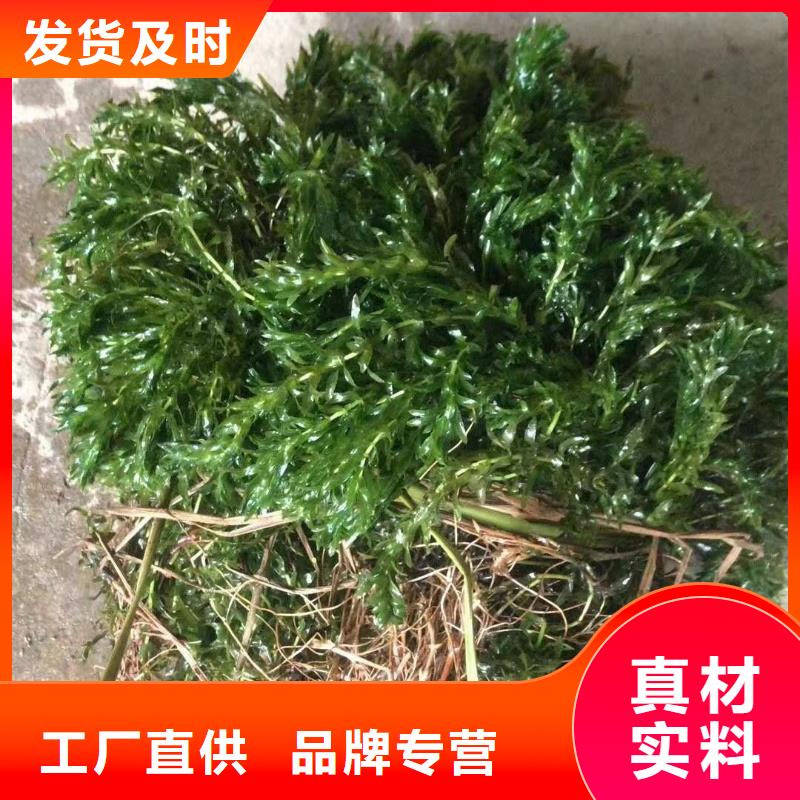 水生植物重瓣荷花质量上乘