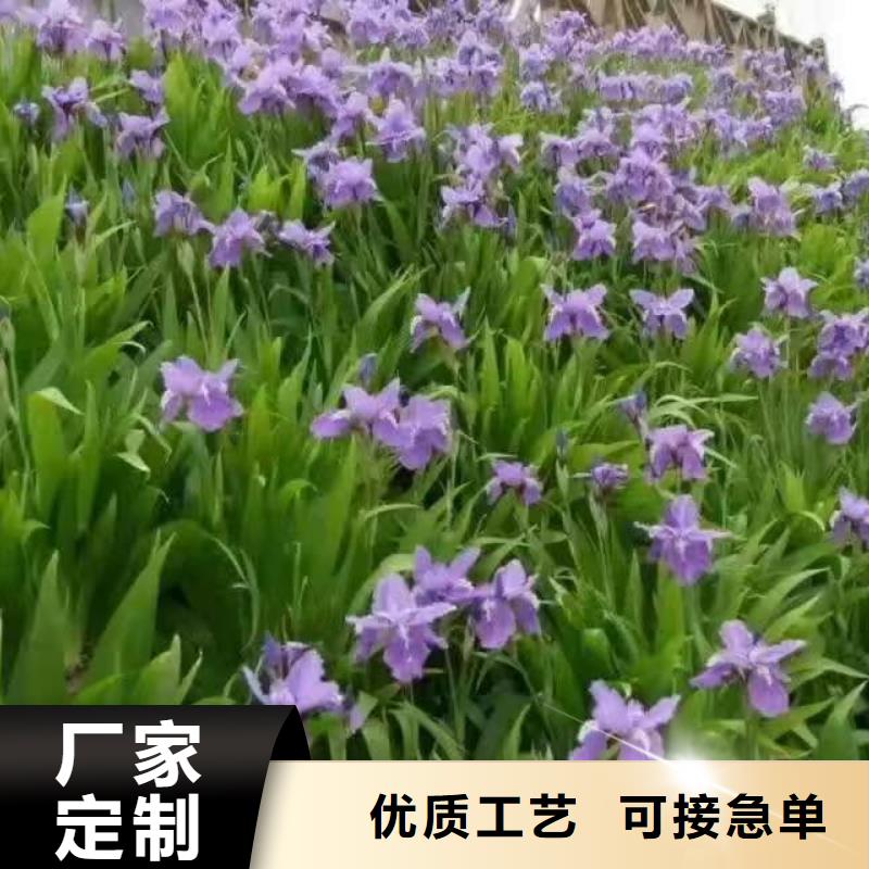 水生植物耐寒莲花丰富的行业经验