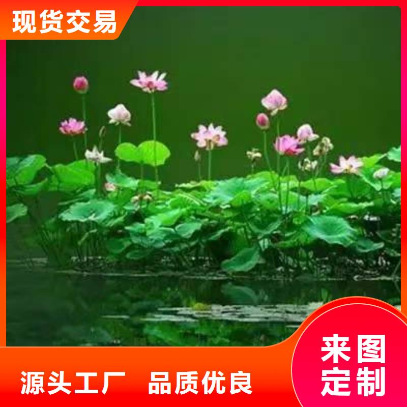 水生植物,植物浮岛品质做服务
