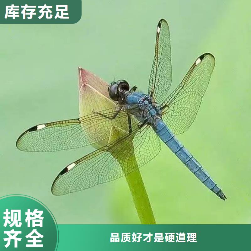 水生植物-观赏莲花品质保证实力见证