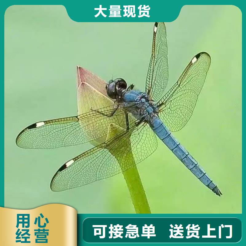 水生植物人工浮岛出厂价