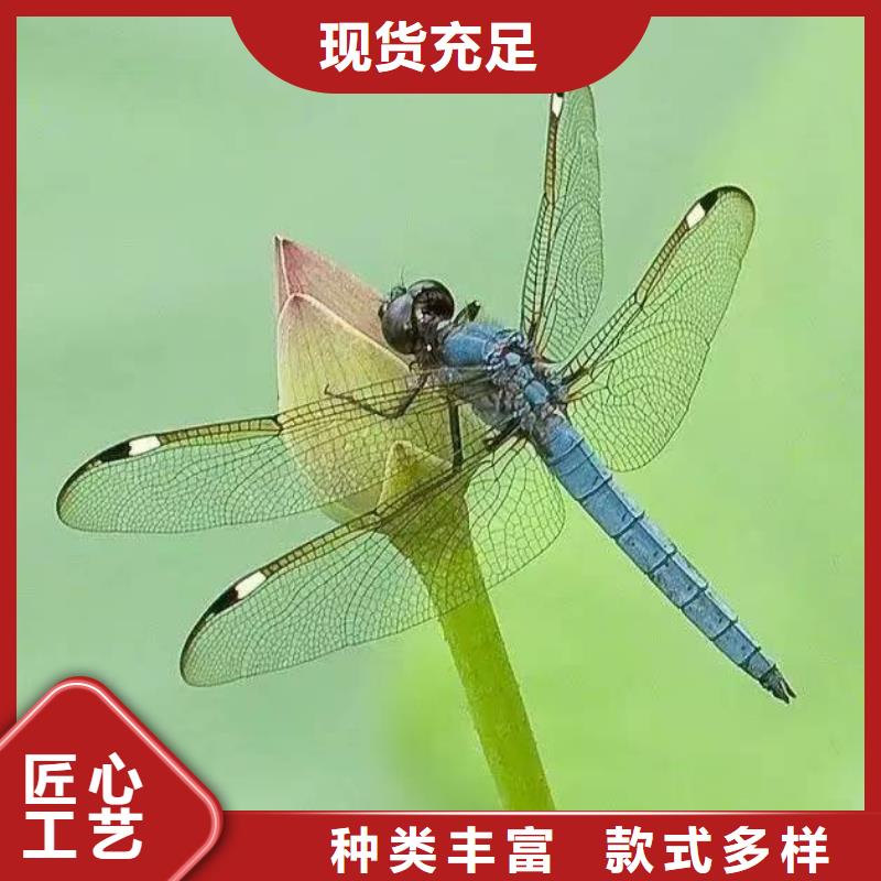 水生植物观赏莲花支持批发零售