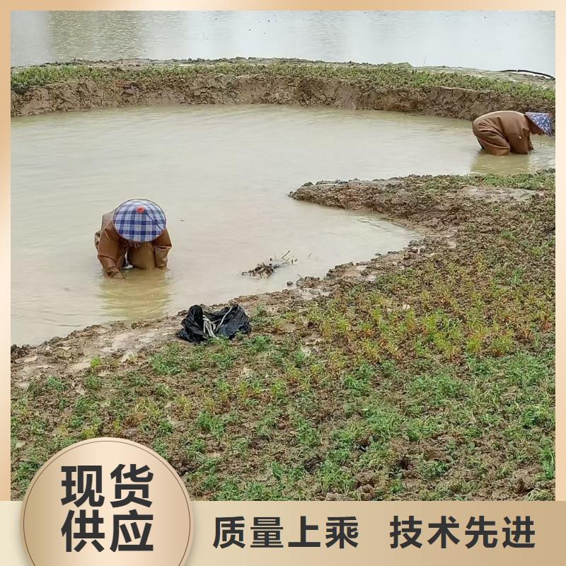 水生植物睡莲N年生产经验