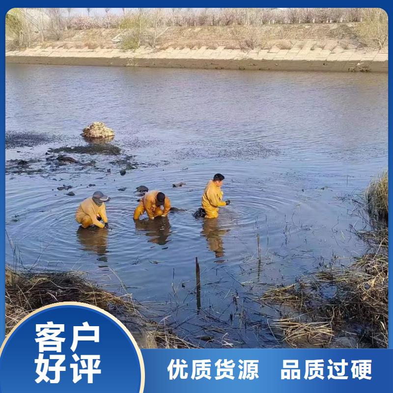 水生植物,大型莲花库存量大