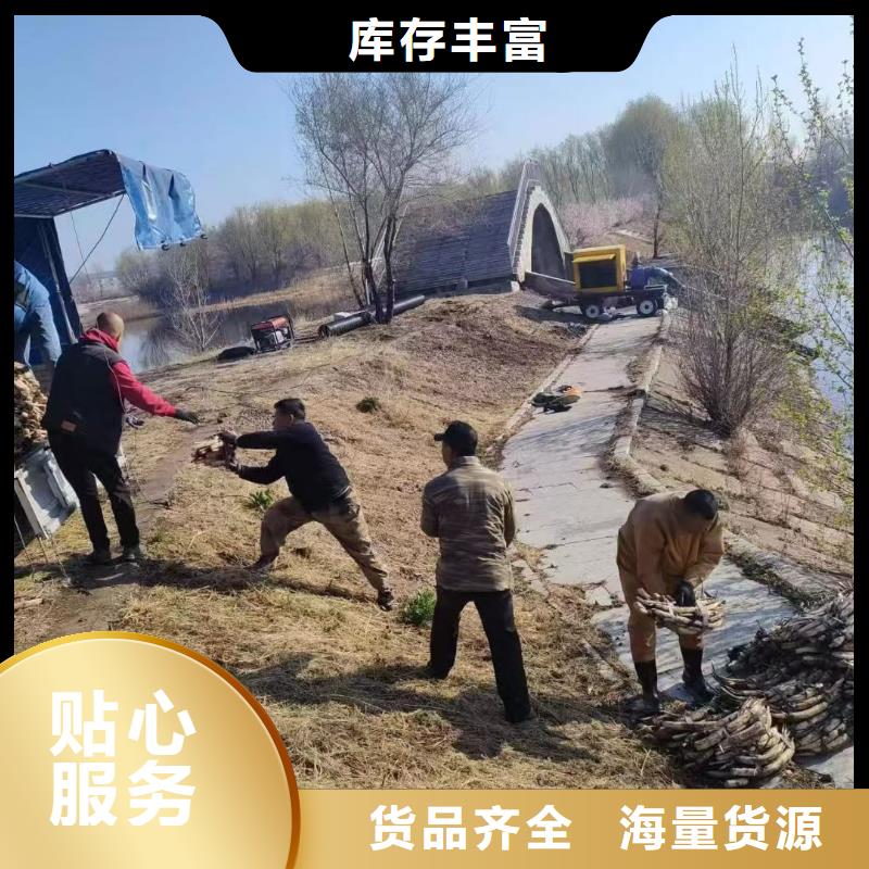 水生植物蒲苇全品类现货