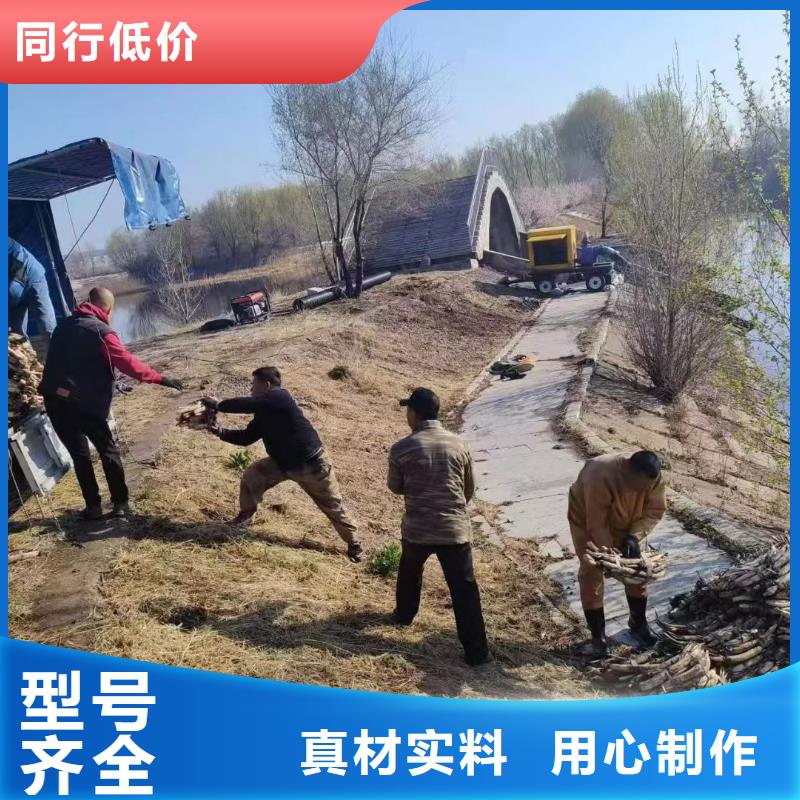 水生植物睡莲按需定做