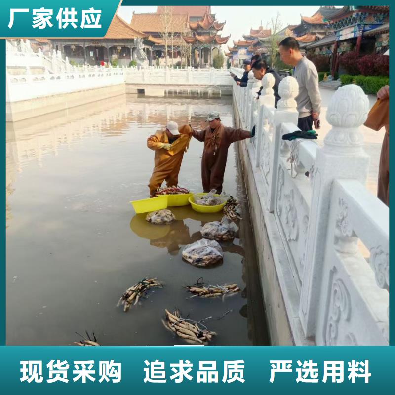 水生植物睡莲按需定做