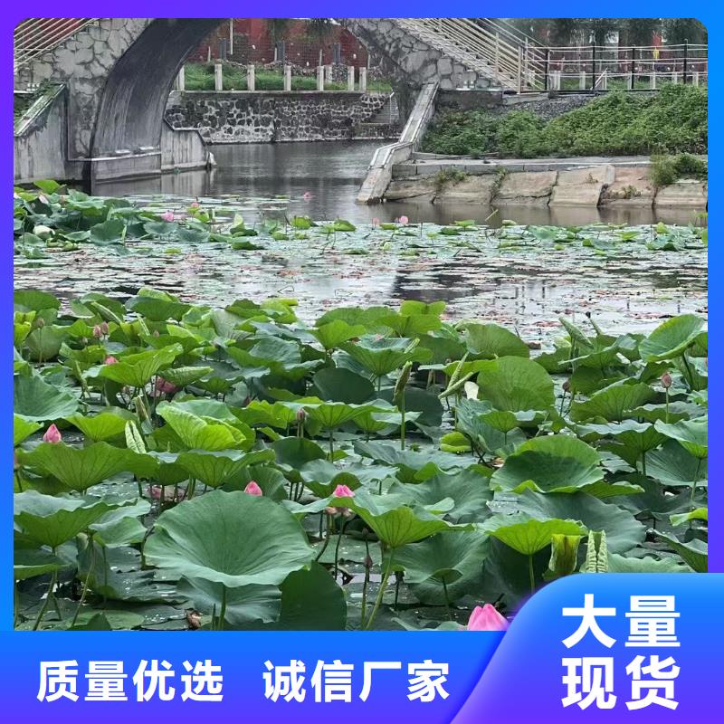 水生植物耐寒莲花丰富的行业经验