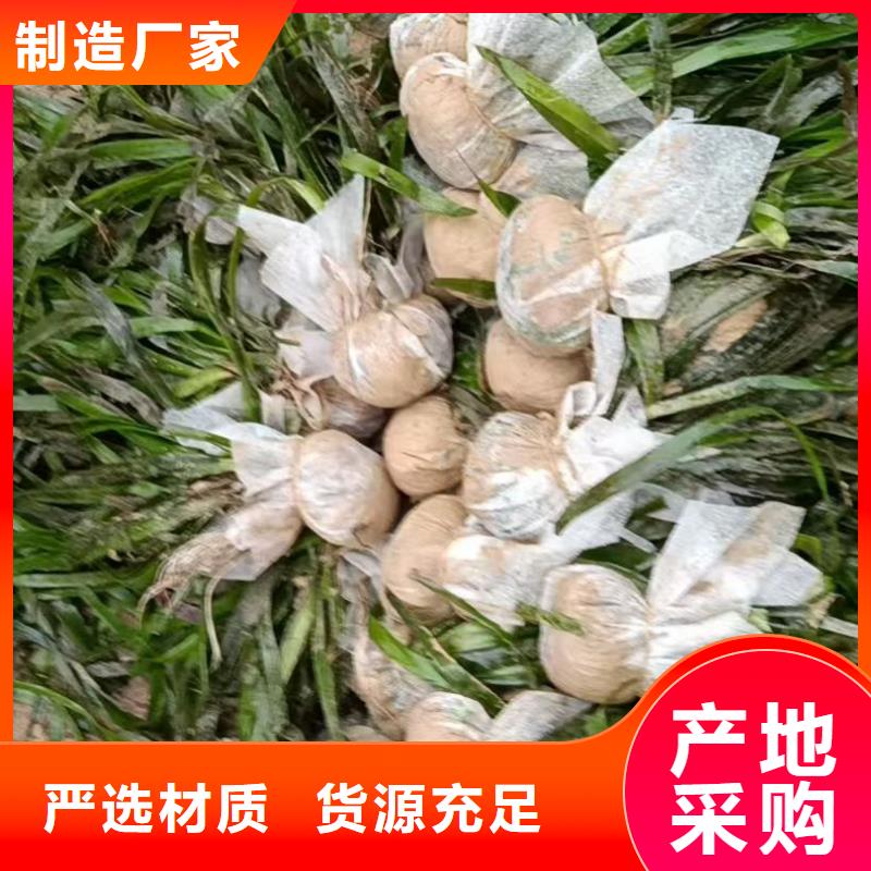 水生植物莲藕苗一件也发货