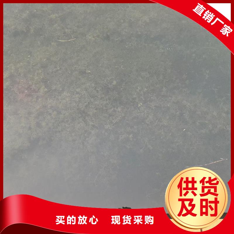 水生植物莲花种藕打造行业品质