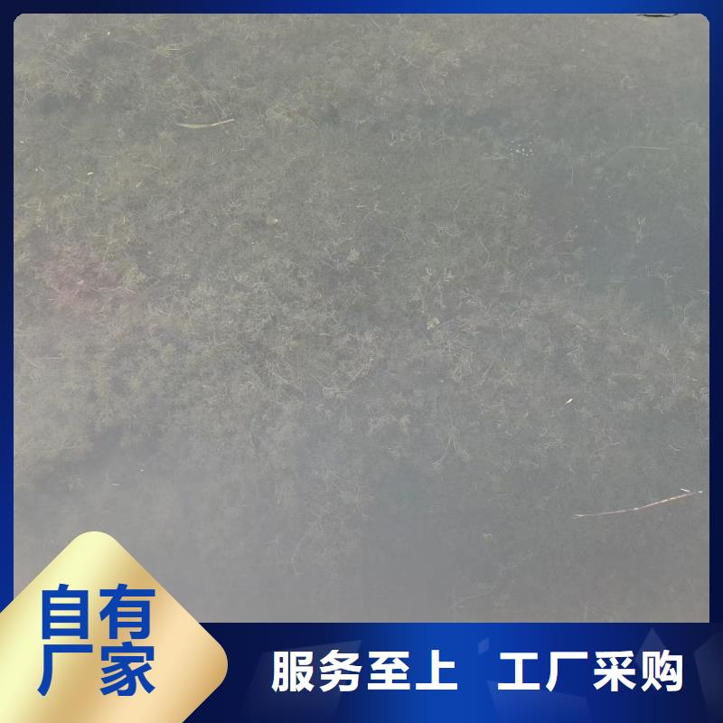 水生植物_生态浮床好品质售后无忧