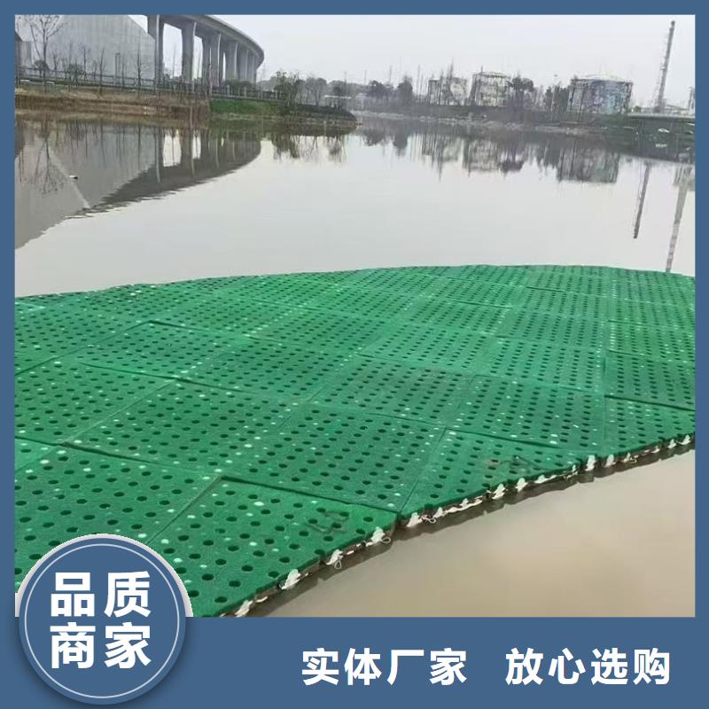 水生植物重瓣莲花客户满意度高