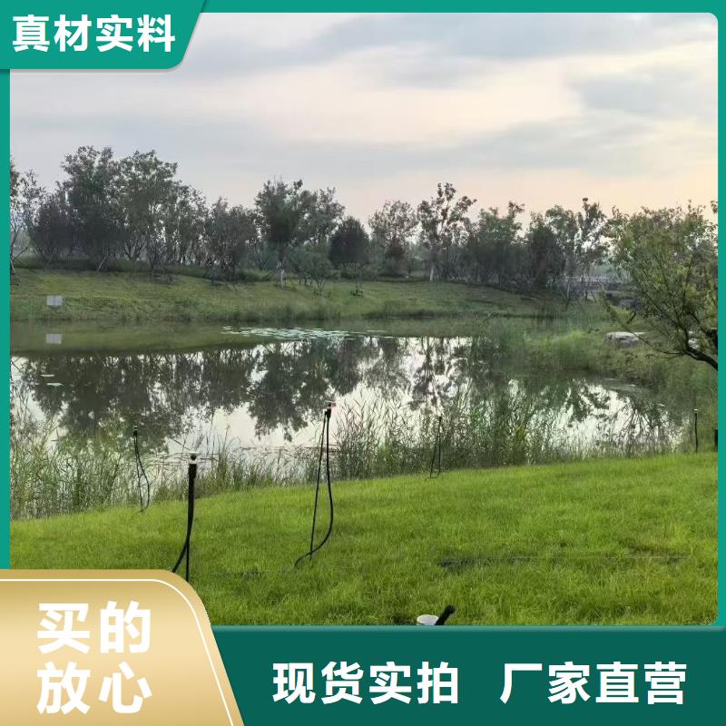 水生植物重瓣莲花客户满意度高