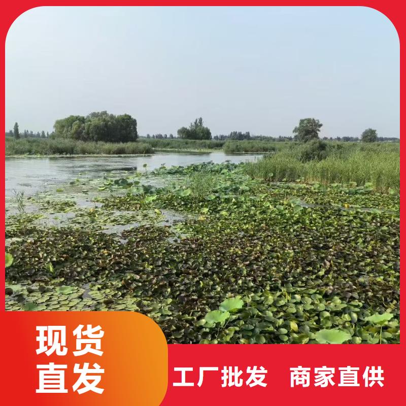 水生植物-香蒲自产自销