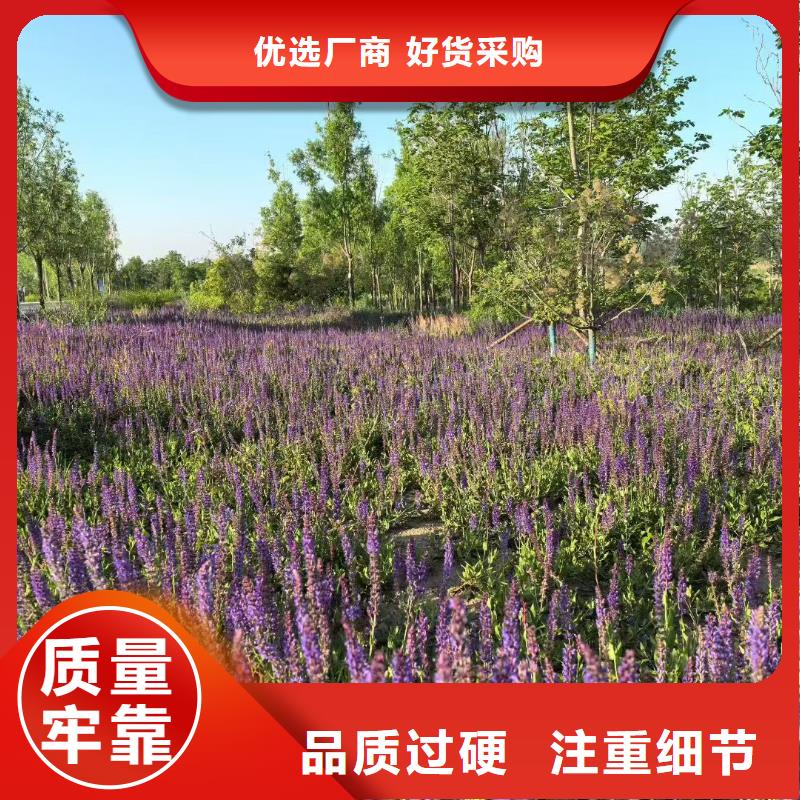 水生植物莲花种藕打造行业品质