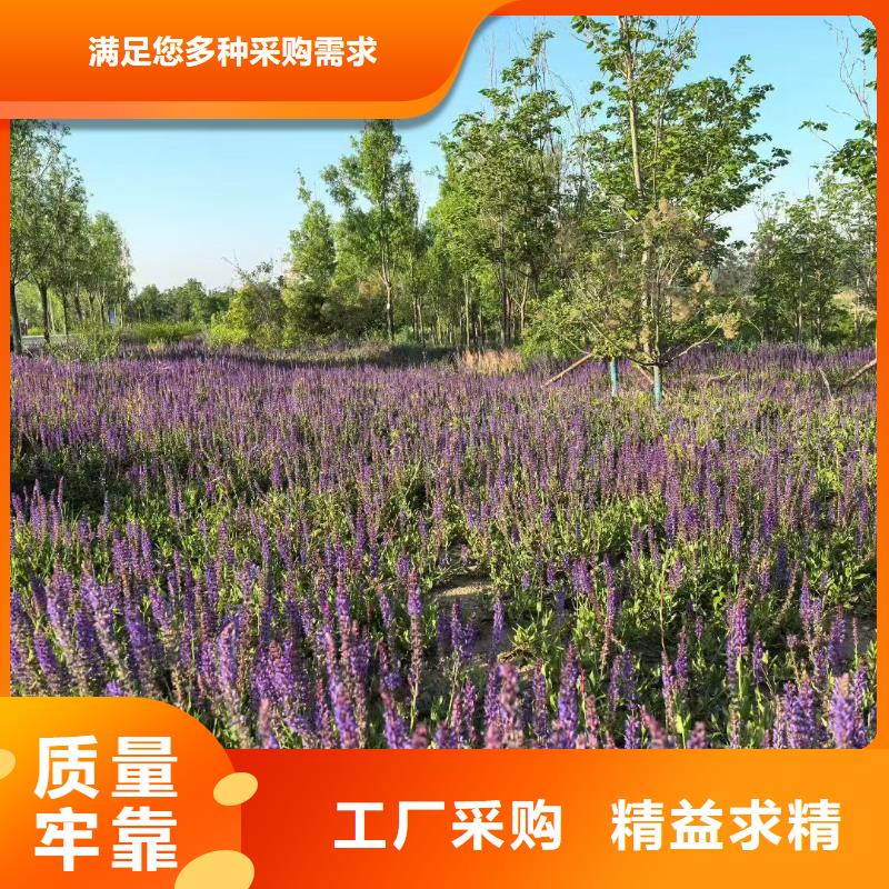 水生植物_生态浮床好品质售后无忧