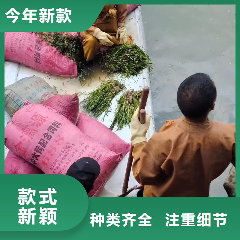 水生植物重瓣莲花客户满意度高