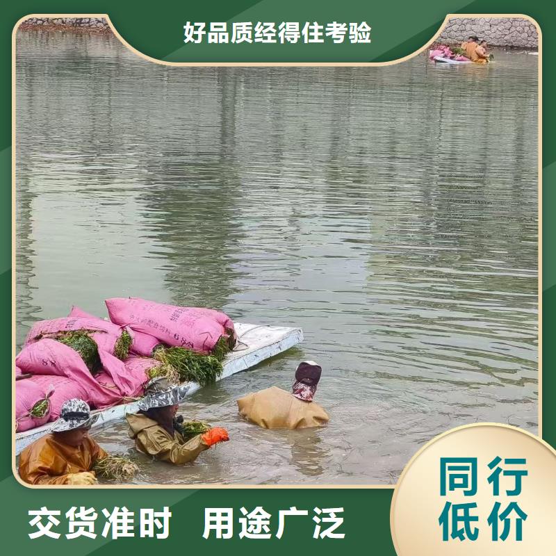 水生植物小茨藻免费安装