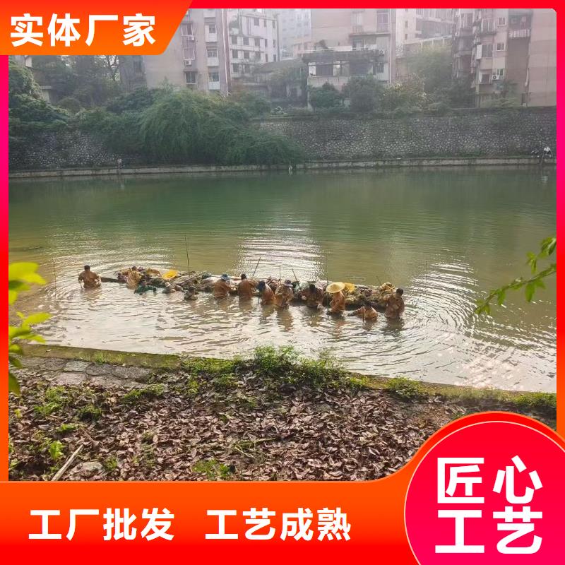 水生植物莲藕苗一件也发货