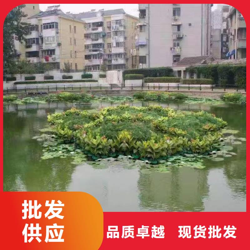 水生植物小茨藻免费安装