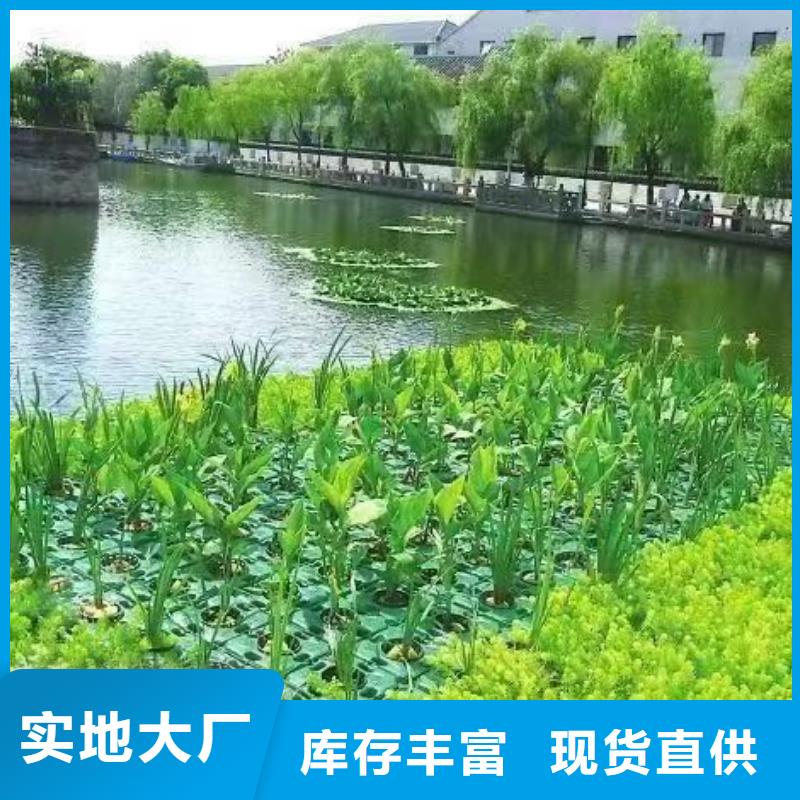 水生植物,大型莲花库存量大