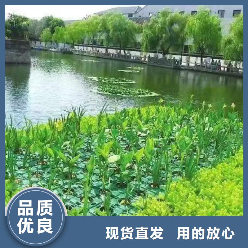 水生植物莲花苗产地源头好货