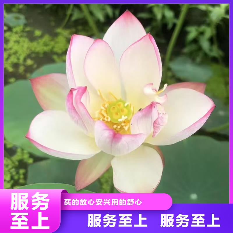 水生植物莲藕苗标准工艺