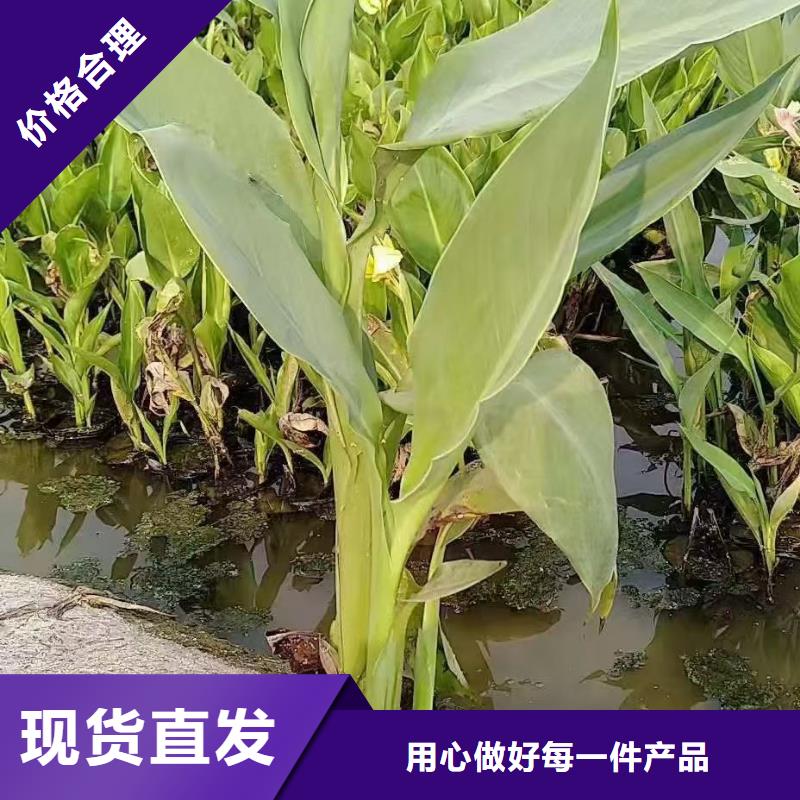 水生植物荷花幼苗厂家直销供货稳定