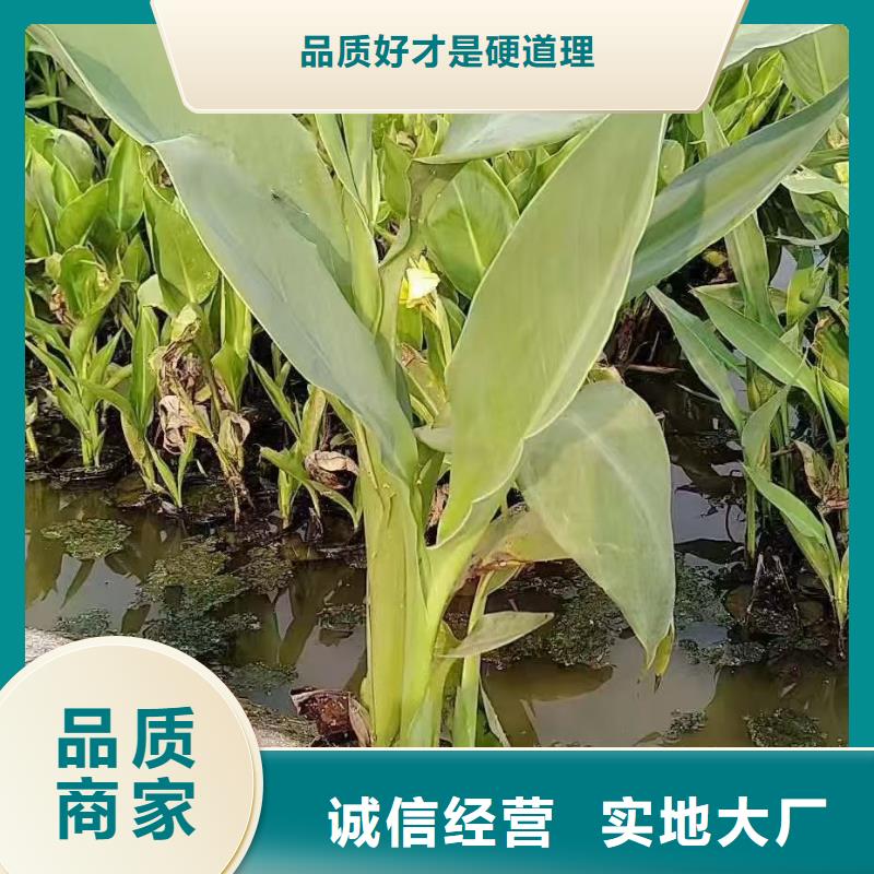 水生植物生态浮床准时交付