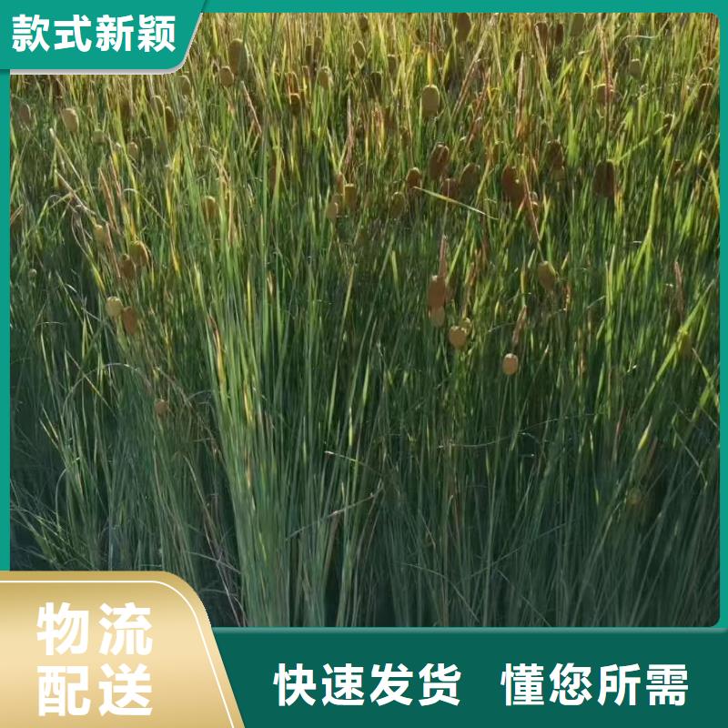 水生植物生态浮床准时交付