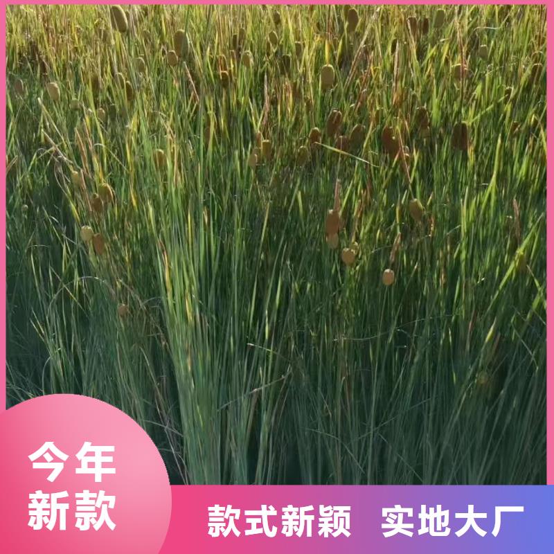 水生植物人工浮岛出厂价