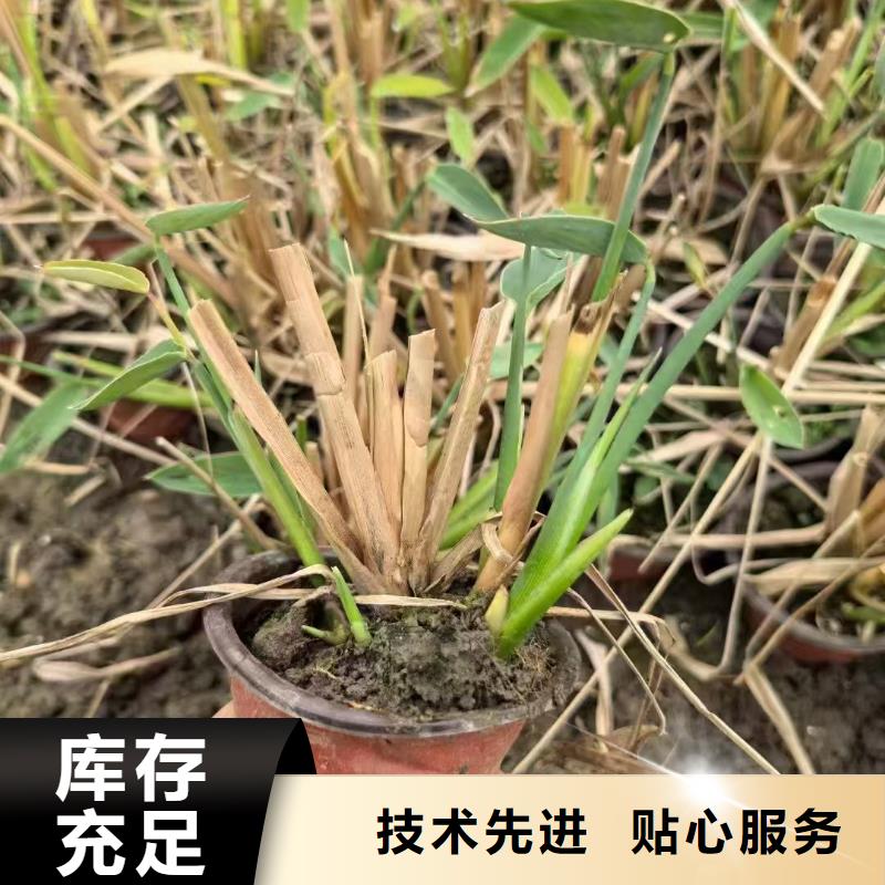 水生植物精品荷花质量不佳尽管来找我