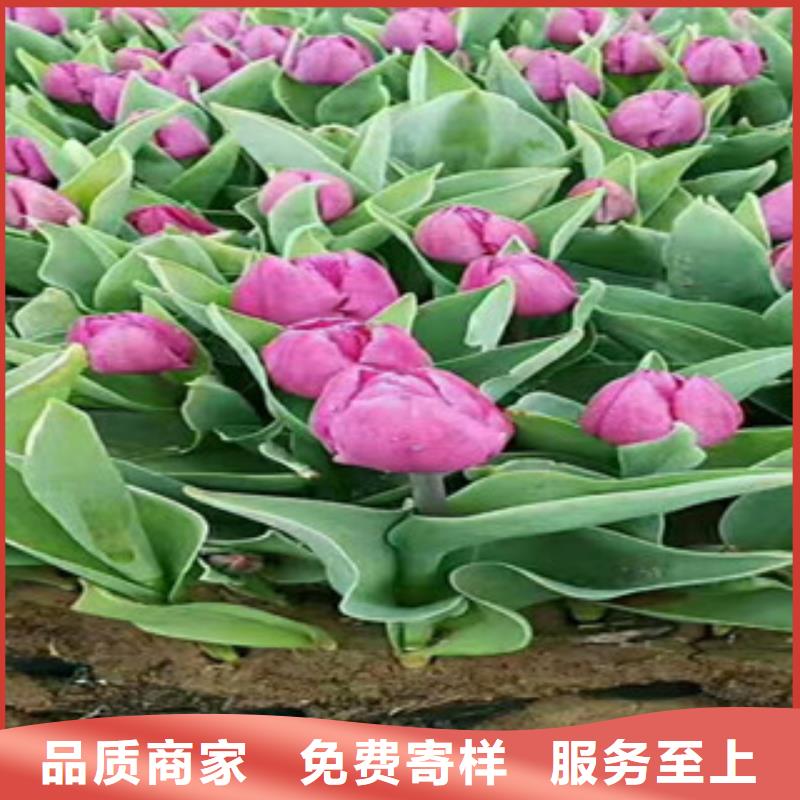 時(shí)令草花_宿根花卉基地大廠家實(shí)力看得見
