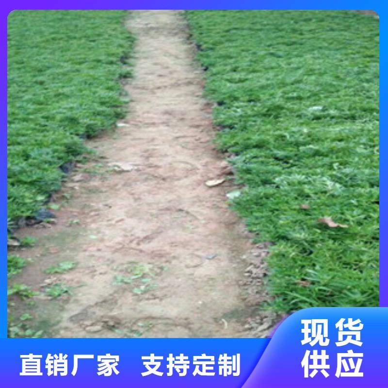 時令草花時令花卉/綠化草花價格品質(zhì)優(yōu)選
