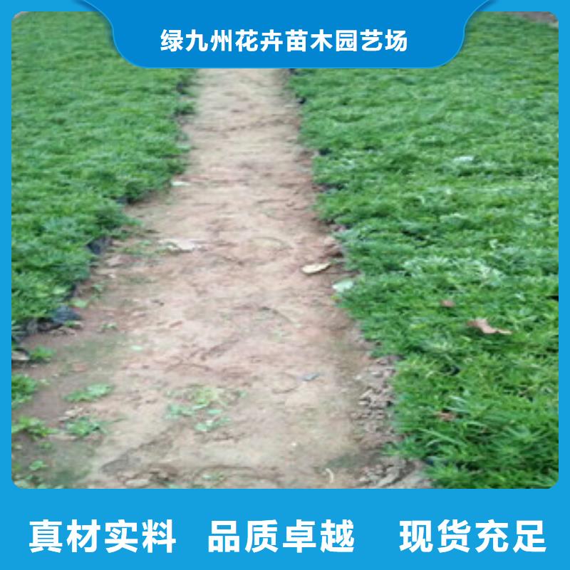 時令草花柳葉馬鞭草/薰衣草海量現(xiàn)貨直銷