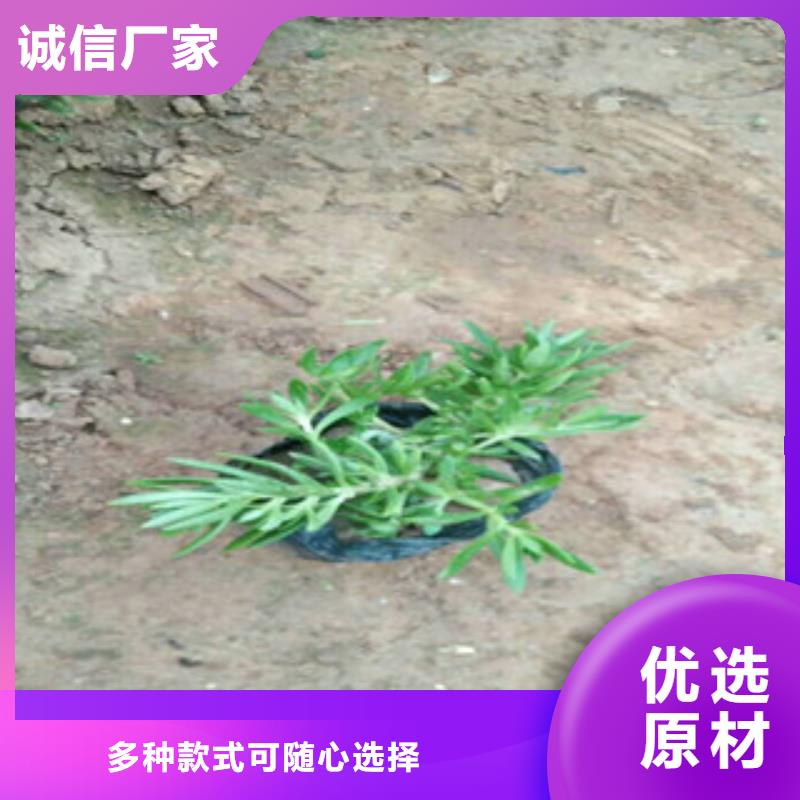 时令草花耐寒耐旱草花基地厂家自营