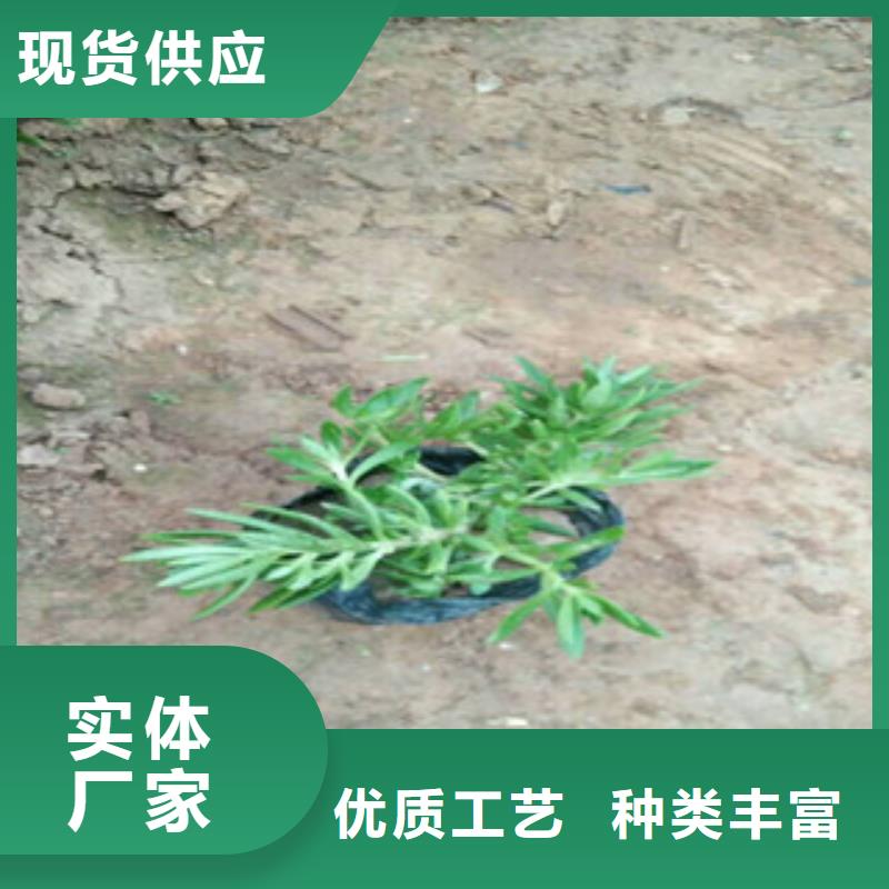 時(shí)令草花時(shí)令花卉/綠化草花價(jià)格工藝成熟