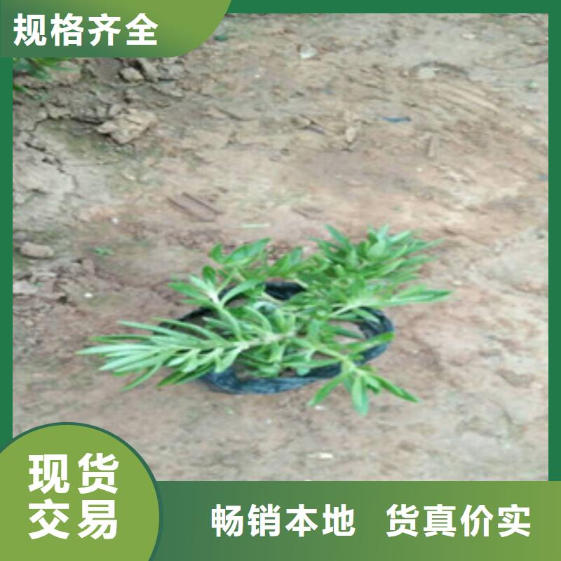 時令草花柳葉馬鞭草/薰衣草海量現(xiàn)貨直銷