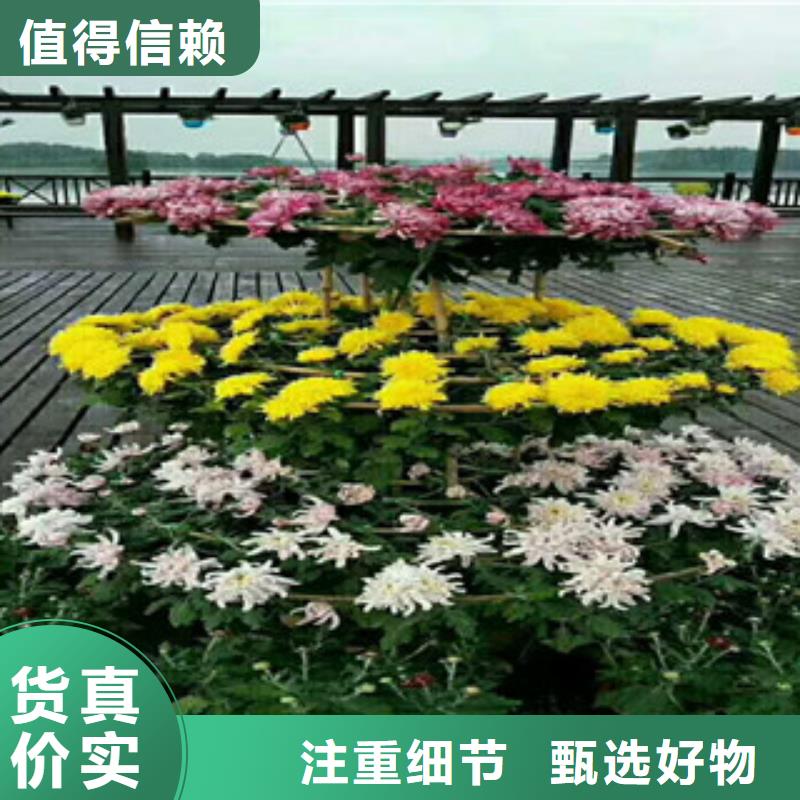 時(shí)令草花_觀賞草/蒲葦狼尾草豐富的行業(yè)經(jīng)驗(yàn)