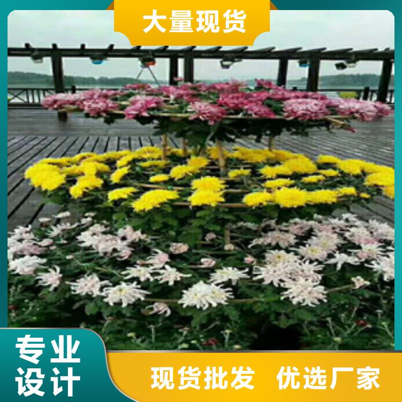 時令草花花海景觀工程支持定制批發(fā)