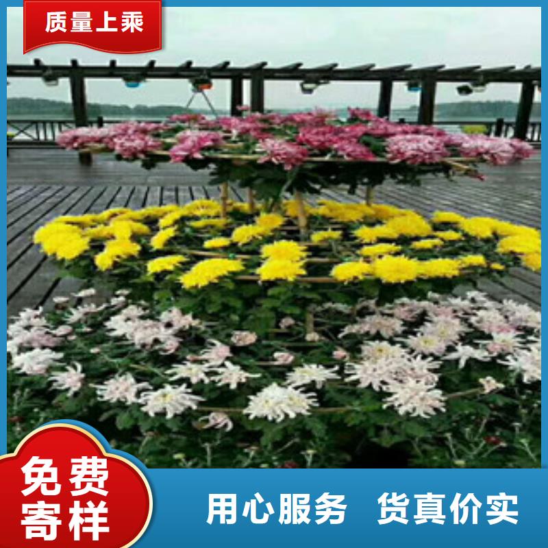 時令草花宿根花卉基地現(xiàn)貨批發(fā)