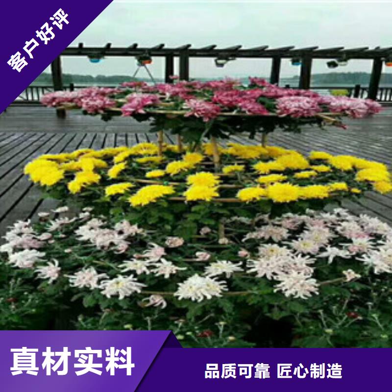 时令草花花海景观工程源头实体厂商