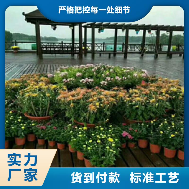 时令草花耐寒耐旱草花基地货品齐全