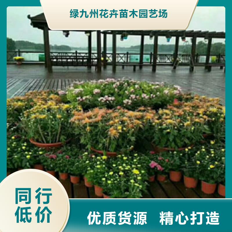 时令草花,花海景观工程质量无忧
