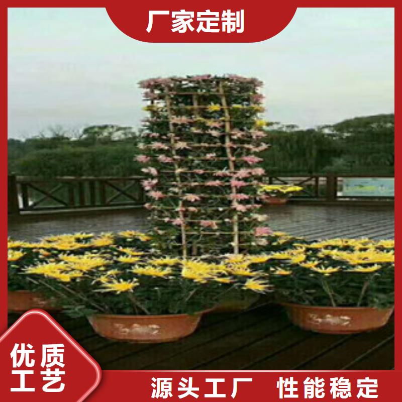 时令草花耐寒耐旱草花基地厂家自营