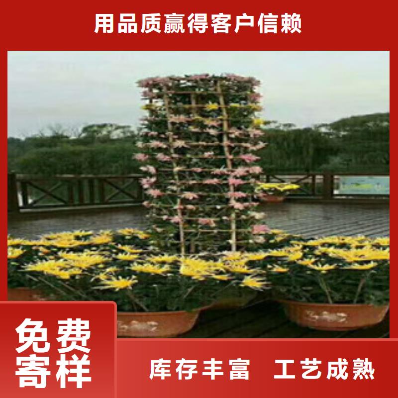 时令草花-时令花卉/绿化草花价格批发价格