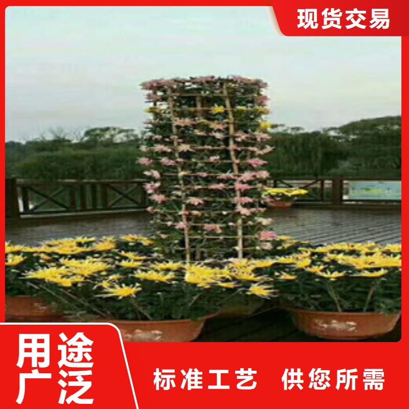 时令草花,五一国庆草花批发匠心工艺