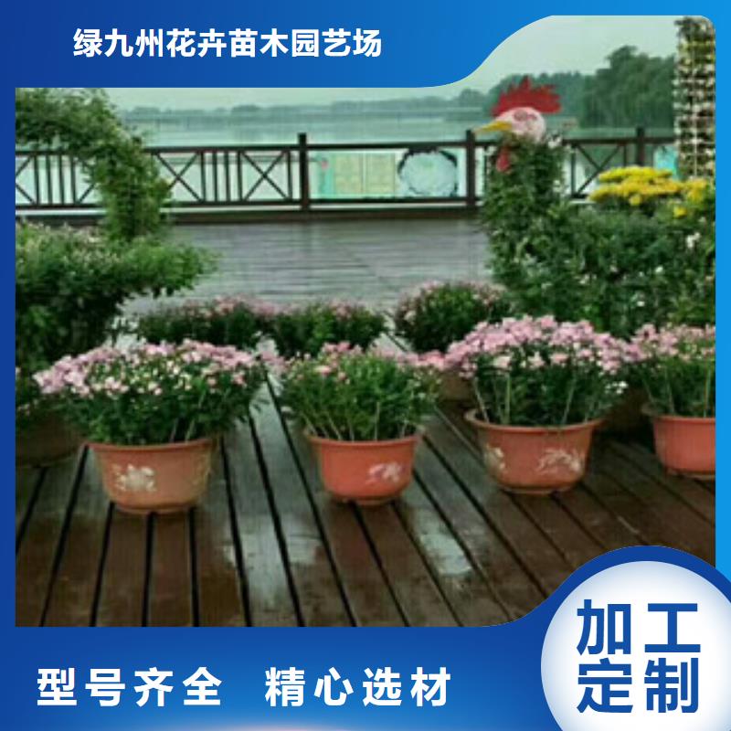 时令草花花海景观工程长期供应
