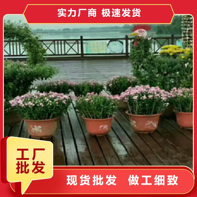 时令草花,柳叶马鞭草/薰衣草厂家实力雄厚