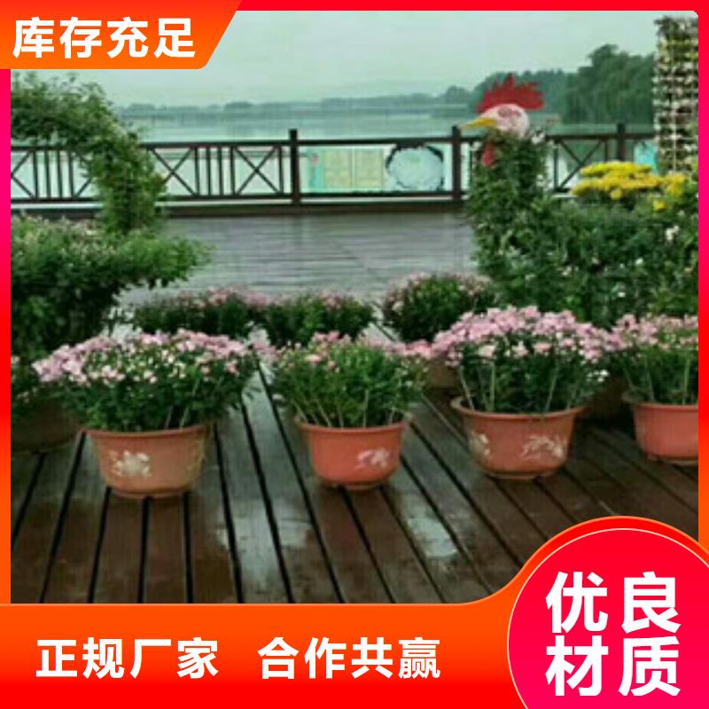 时令草花-时令花卉/绿化草花价格批发价格
